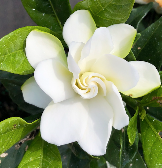 Gardenia | Transplant Nursery, Inc